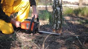 Best Tree Maintenance Programs  in Lexington, VA