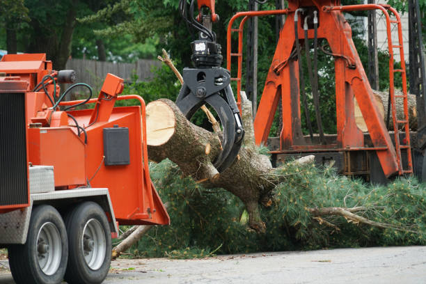 Best Tree and Shrub Care  in Lexington, VA