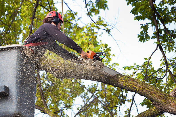 Mulching Services in Lexington, VA